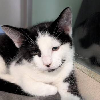 Broccoli -  Domestic Short Hair Cat Available for Adoption in Calverton, New York - Broccoli | PetCurious