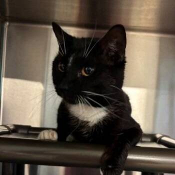 Domestic Short Hair Cats Available for Adoption in New York, New York - Zorro | PetCurious