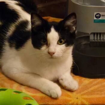 Rorschach "Rory" (Greenlawn kitten 2) -  Domestic Short Hair Cat for Adoption in Westport, Connecticut - Rorschach "Rory" (Greenlawn Kitten 2) | PetCurious
