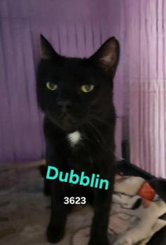 Dubblin -  Domestic Short Hair Cat for Adoption in Cambridge, Maryland - Dubblin | PetCurious