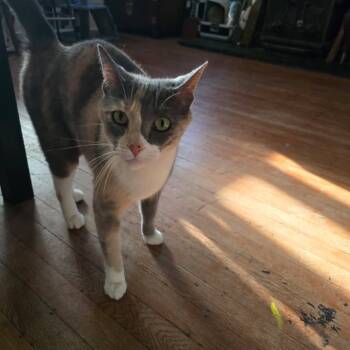 Rescue American Shorthair Cats for Adoption in Escondido, California - Sparrow | PetCurious