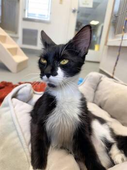 AMARA* -  Domestic Medium Hair Cat for Adoption in Santa Cruz, California - AMARA* | PetCurious