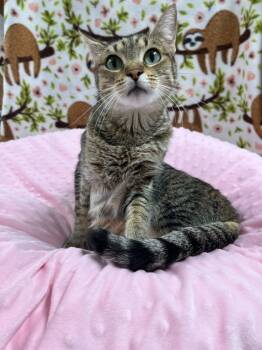 Rescue Domestic Short Hair Cats for Adoption in Brookings, Oregon - Sky | PetCurious