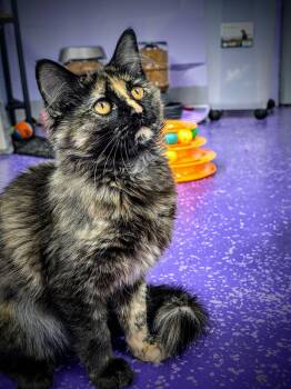 Cita -  Domestic Long Hair Cat for Adoption in Greensburg, Pennsylvania - Cita | PetCurious