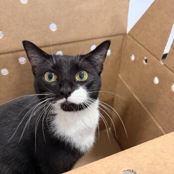Gina -  Domestic Short Hair Cat for Adoption in Newark, New Jersey - Gina | PetCurious