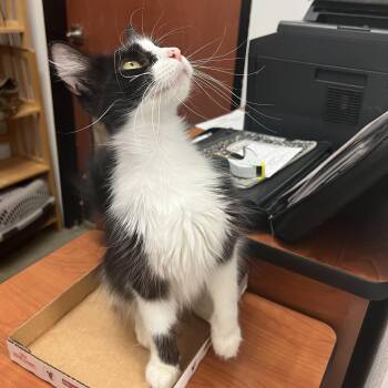 Bubbles -  Tuxedo Cat Available for Adoption in Palmetto, Florida - Bubbles | PetCurious