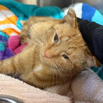 Domestic Short Hair Cats Available for Adoption - Goldie | PetCurious