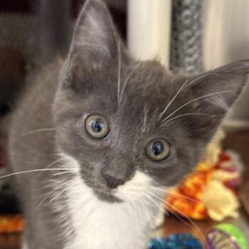 Thumper -  Domestic Short Hair Cat for Adoption in Lansing, Michigan - Thumper | PetCurious