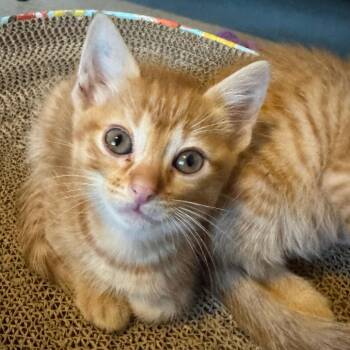 Morning Dew 22 -  Domestic Short Hair Cat for Adoption in Austin, Texas - Morning Dew 22 | PetCurious