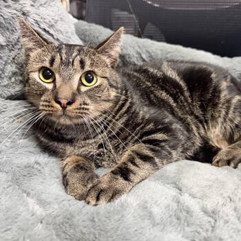 Mike Wacatski -  Tabby Cat for Adoption in Columbia, South Carolina - Mike Wacatski | PetCurious