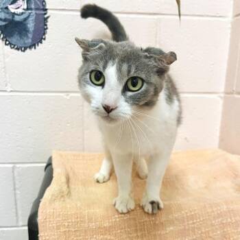 Crinkles -  Domestic Short Hair Cat for Adoption in Owosso, Michigan - Crinkles | PetCurious