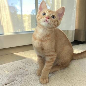 Carrot -  Domestic Short Hair Cat for Adoption in Fort Worth, Texas - Carrot | PetCurious