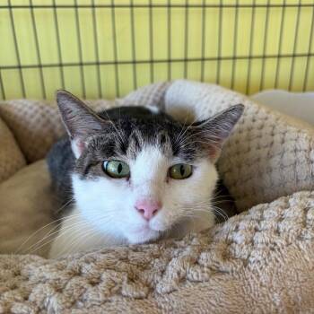 Pixie -  Domestic Short Hair Cat for Adoption in Webster, Texas - Pixie | PetCurious