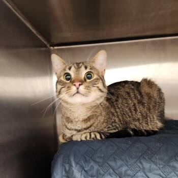 Pippin -  Domestic Short Hair and Mixed Breed Cat for Adoption in Fort Wayne, Indiana - Pippin | PetCurious