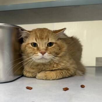 Domestic Short Hair Cats Available for Adoption in Buchanan Dam, Texas - Doritos | PetCurious