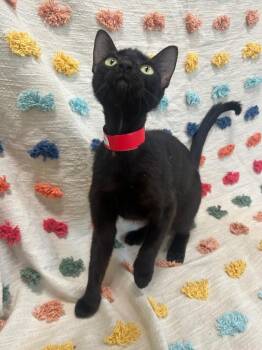 Gloria -  Domestic Short Hair Cat for Adoption in Denham Springs, Louisiana - Gloria | PetCurious