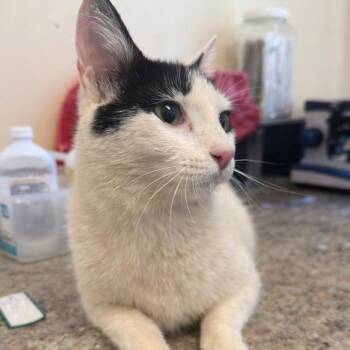 Domestic Short Hair Cats Available for Adoption in Corinth, Mississippi - Lela | PetCurious