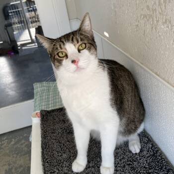 Rescue Domestic Short Hair and Tabby Cats for Adoption in Hollister, California - Ziggy | PetCurious