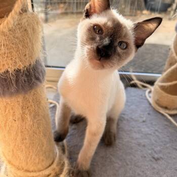 Aioli -  Domestic Short Hair Cat for Adoption in Davis, California - Aioli | PetCurious