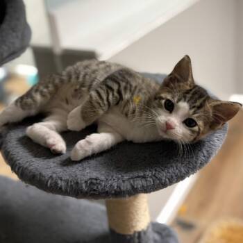 Gilligan -  Domestic Short Hair Cat for Adoption in Birmingham, Alabama - Gilligan | PetCurious