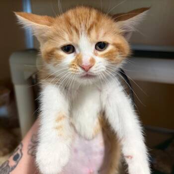 Domestic Short Hair Cats Available for Adoption in Chesapeake, Virginia - Beverly | PetCurious