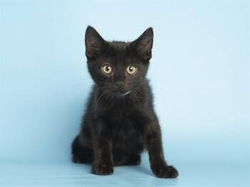 Domestic Short Hair Cats Available for Adoption in Phoenix, Arizona - CAKE | PetCurious