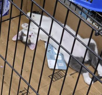 Hefty -  Domestic Short Hair Cat for Adoption in Pasco, Washington - Hefty | PetCurious