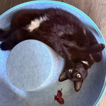 Mr. Buford -  American Shorthair Cat Available for Adoption in Freeport, Florida - Mr. Buford | PetCurious