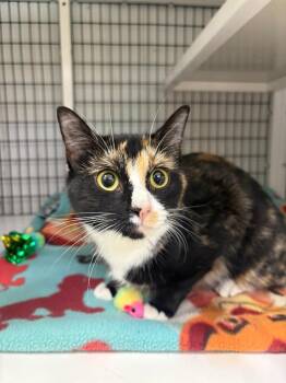 Katrina -  Domestic Short Hair Cat for Adoption in Trenton, New Jersey - Katrina | PetCurious