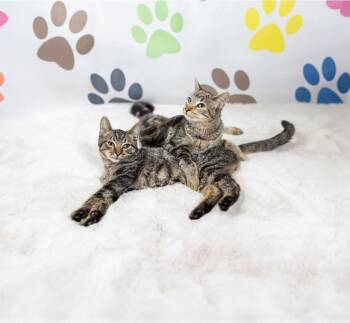 Rescue Domestic Short Hair Cats for Adoption in Villa Park, California - Wibble & Wobble | PetCurious