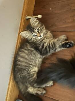Domestic Short Hair Cats Available for Adoption in St. Cloud, Minnesota - Brynn | PetCurious
