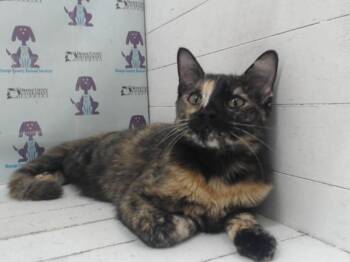 Domestic Short Hair Cats Available for Adoption in Orlando, Florida - SAPPHIRE | PetCurious