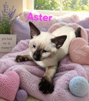 Aster 3565 -  Siamese and Domestic Short Hair Cat for Adoption in Dallas, Texas - Aster 3565 | PetCurious