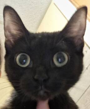 Mama Selene -  Domestic Short Hair Cat for Adoption in West Peoria, Illinois - Mama Selene | PetCurious
