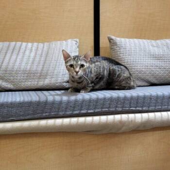 Penny -  Domestic Short Hair and Tabby Cat for Adoption in Gilbert, Arizona - Penny | PetCurious