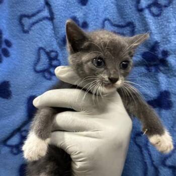 GORM -  Domestic Short Hair Cat for Adoption in Pensacola, Florida - GORM | PetCurious