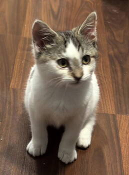 Rescue Domestic Short Hair and Tabby Cats for Adoption in Traverse City, Michigan - Ruth | PetCurious