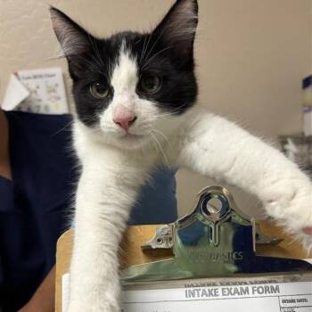 Trombone -  Domestic Medium Hair Cat for Adoption in Tempe, Arizona - Trombone | PetCurious