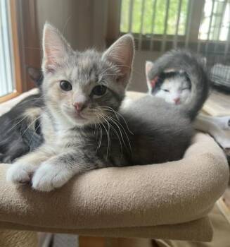 Calico and Tabby Cats Available for Adoption in Closter, New Jersey - Mimi & Musetta | PetCurious