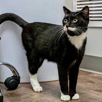 Count Babie -  Domestic Short Hair Cat for Adoption in St. Louis, Missouri - Count Babie | PetCurious