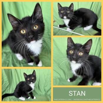 Stan -  Domestic Short Hair Cat for Adoption in Corpus Christi, Texas - Stan | PetCurious