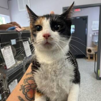 0813-C26 -  Domestic Short Hair Cat for Adoption in Port Charlotte, Florida - 0813-C26 | PetCurious