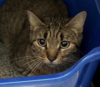 Otterpop -  Domestic Short Hair Cat for Adoption in Golden, Colorado - Otterpop | PetCurious