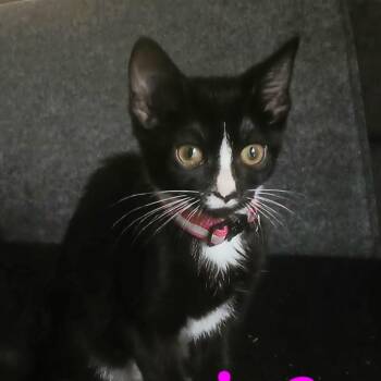 Monica C11969 -  Domestic Short Hair Cat for Adoption - Monica C11969 | PetCurious