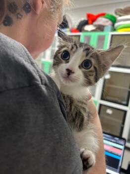 T-Purr -  Domestic Short Hair Cat for Adoption in Chattanooga, Tennessee - T-Purr | PetCurious