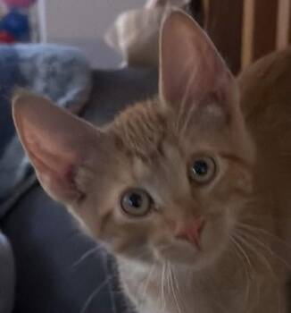 Donny -  Domestic Short Hair Cat for Adoption in Verona, Wisconsin - Donny | PetCurious
