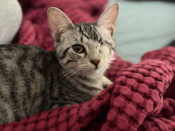 Poppy -  Domestic Short Hair Cat for Adoption in Youngtown, Arizona - Poppy | PetCurious