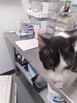 Rescue Domestic Short Hair Cats for Adoption in West Chester, Pennsylvania - Sal | PetCurious