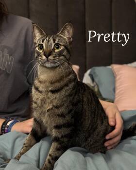 Rescue Tabby and Domestic Short Hair Cats for Adoption in Fort Worth, Texas - Pretty | PetCurious