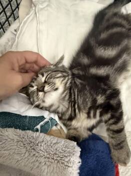 Sebastian & Beanie -  Domestic Short Hair Cat for Adoption in Mechanicsburg, Pennsylvania - Sebastian & Beanie | PetCurious